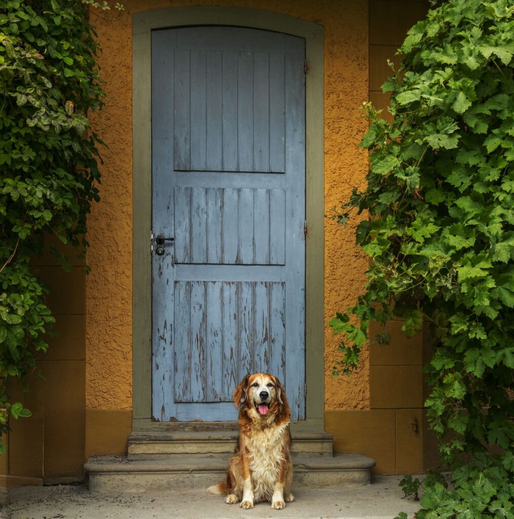 Anxious dog sitting and waiting by the front door at home