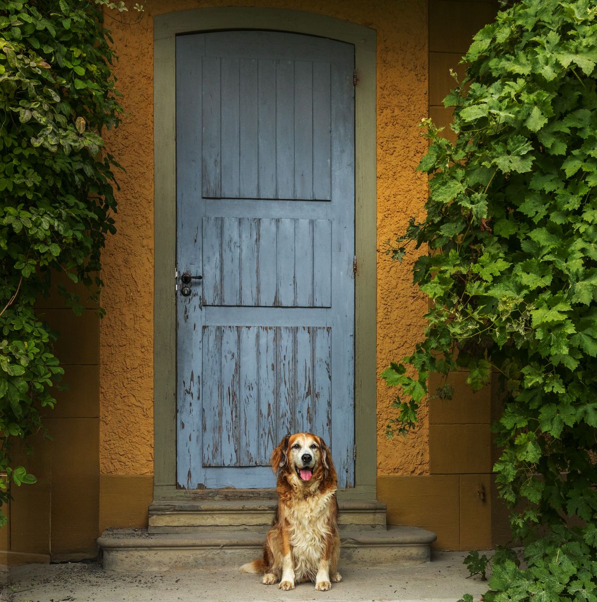 Anxious dog sitting and waiting by the front door at home