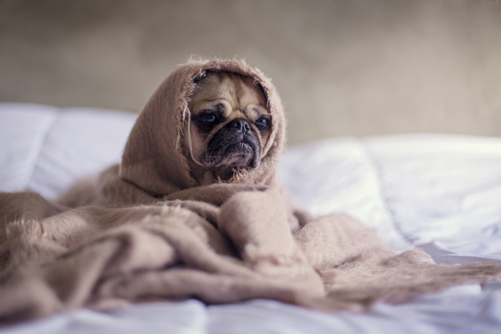 Small dog wrapped in a blanket shivering to stay warm during an Australian winter