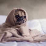 Small dog wrapped in a blanket shivering to stay warm during an Australian winter