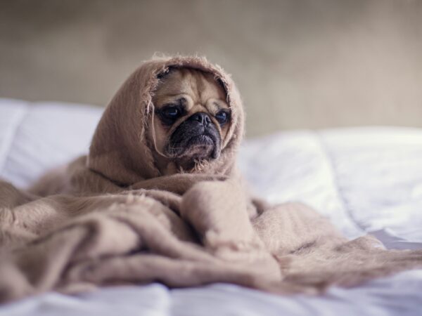 Small dog wrapped in a blanket shivering to stay warm during an Australian winter