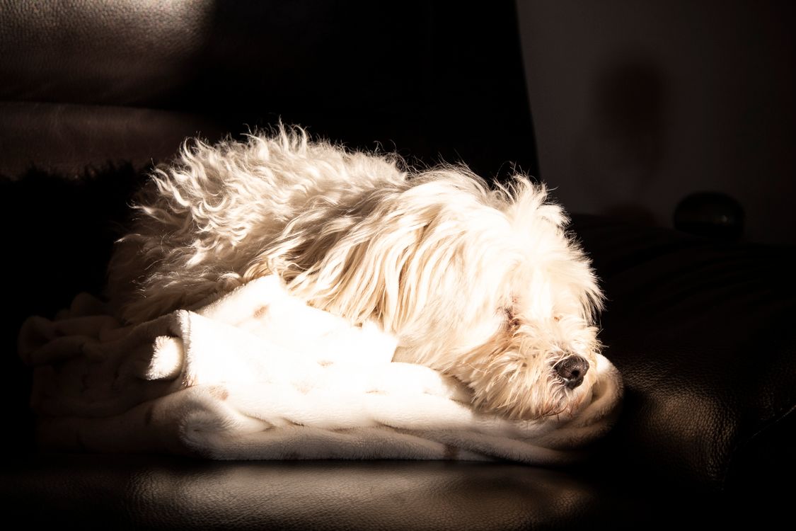 Dog sleeping safely curled up on a thick warm blanket bed in winter