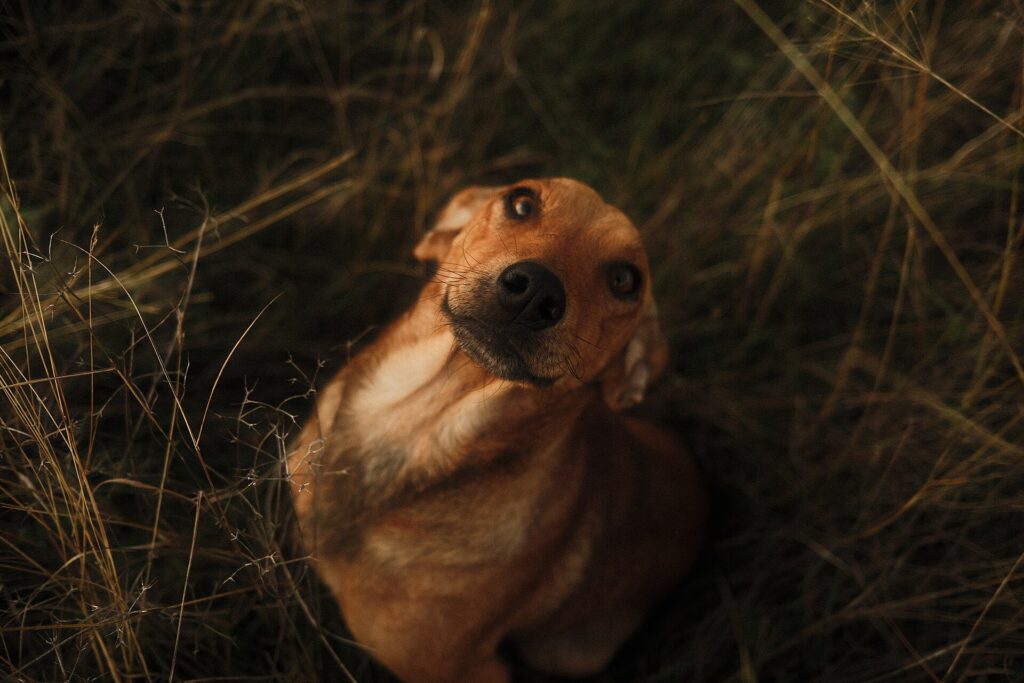 Happy dog sitting in tall grass at golden hour in an Australian backyard