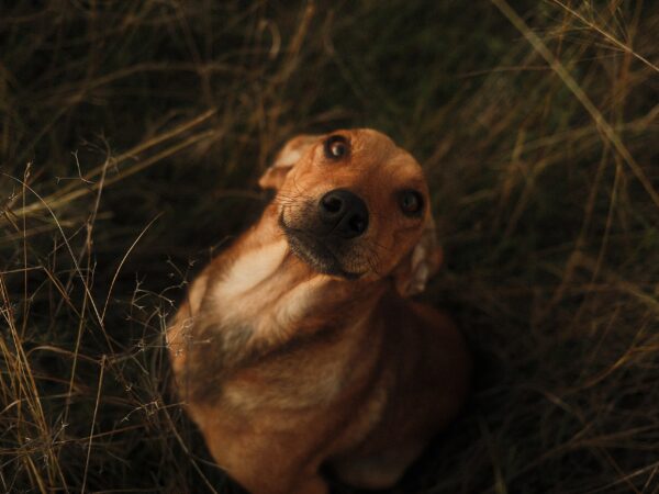 Happy dog sitting in tall grass at golden hour in an Australian backyard