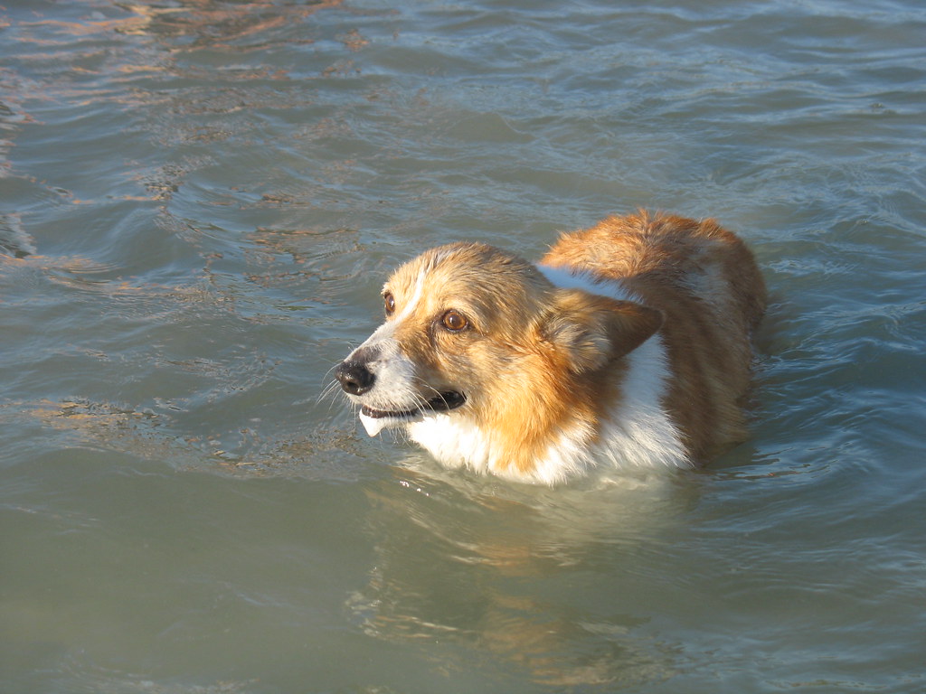 Dog running on an Australian beach where off-leash rules and fines apply