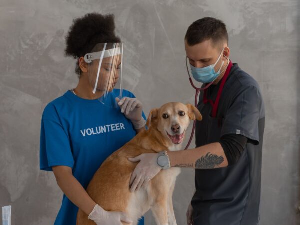 Veterinarian gently examining a dog during a routine checkup at an Australian clinic
