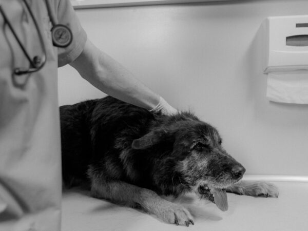 Veterinarian examining a small dog during a check-up in an Australian vet clinic