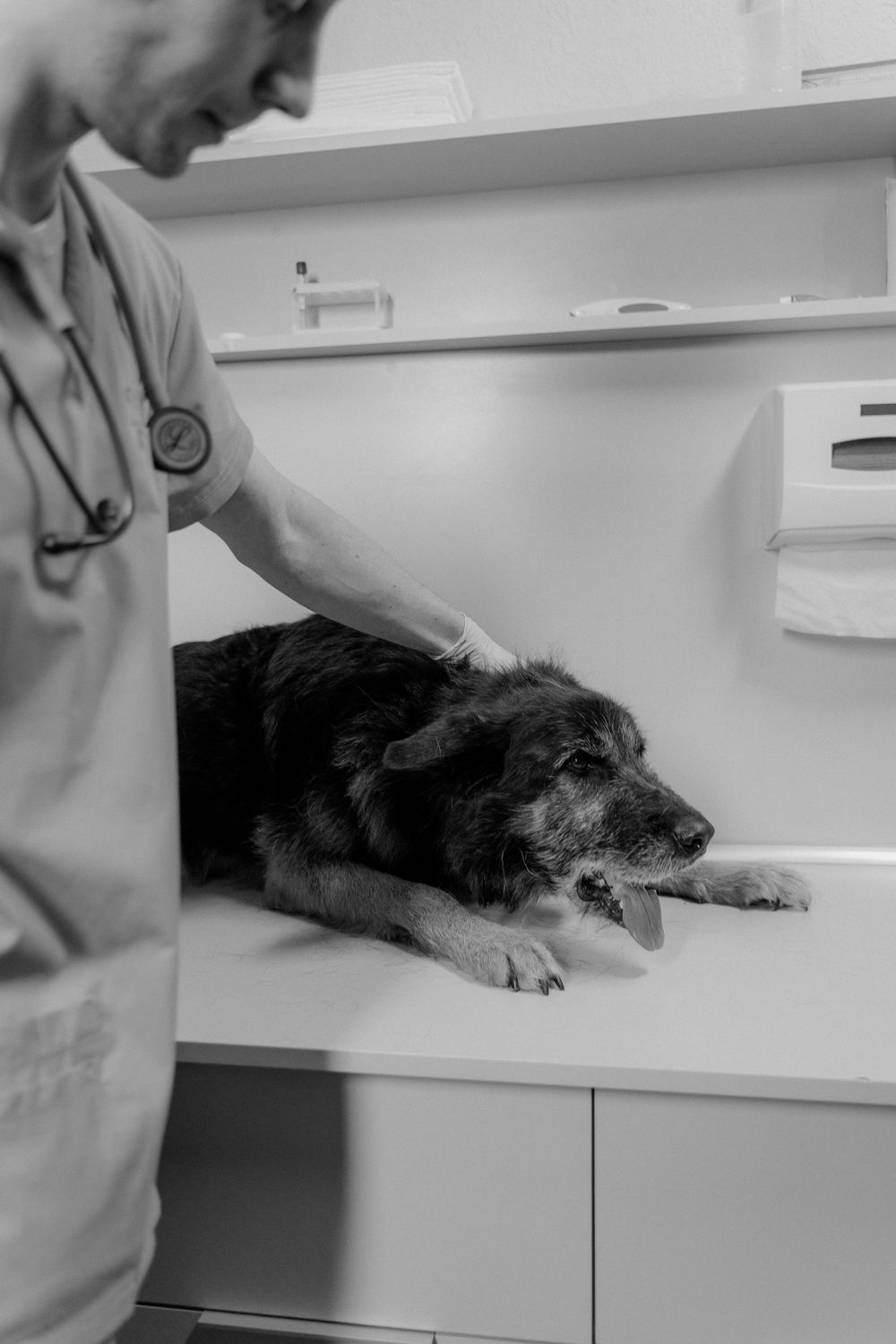 Dog being examined by a vet, showing the cost of veterinary care behind pet insurance