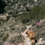 Dog walking through long grass on an Australian bush trail where paralysis ticks may live