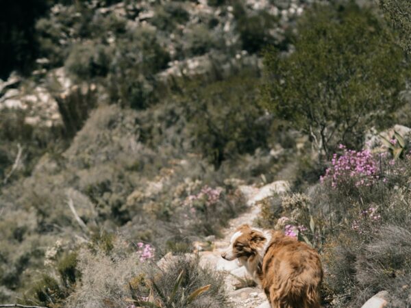 Dog walking through long grass on an Australian bush trail where paralysis ticks may live