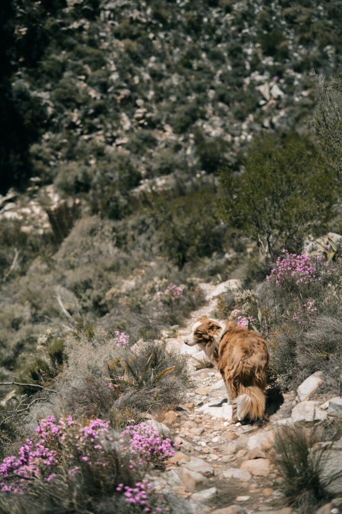 Dog walking through long grass on an Australian bush trail where paralysis ticks may live