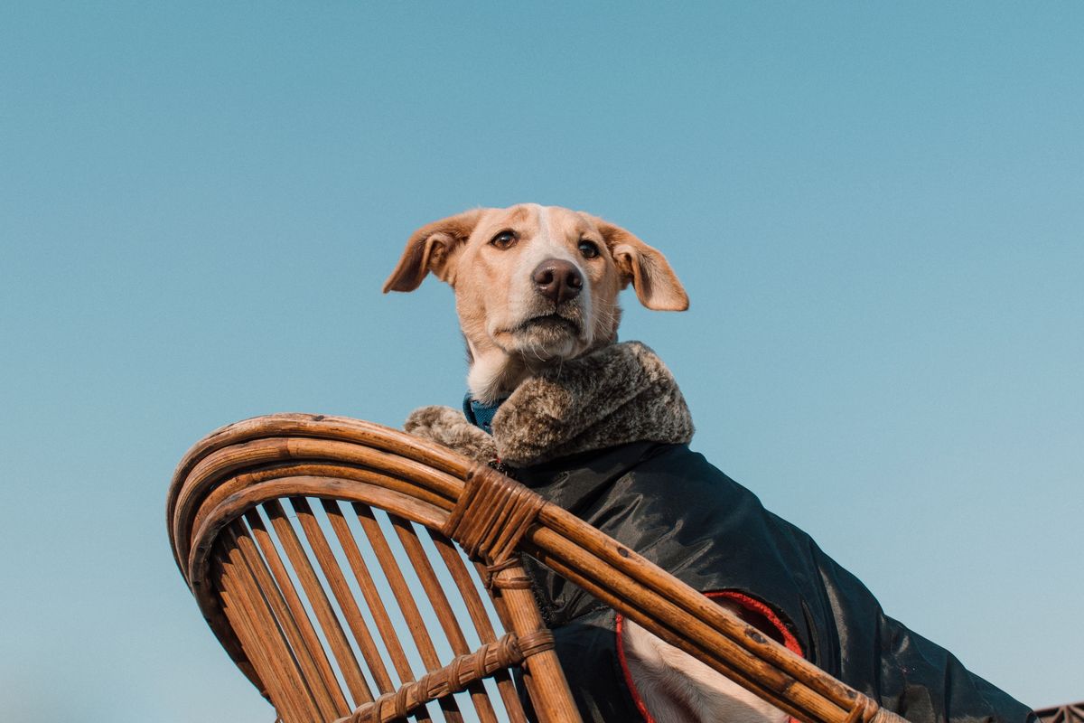 Dog wearing a knitted jumper indoors to stay warm during winter