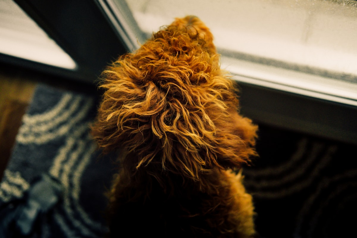 Curly-coated dog watching intently at a glass front door, a common trigger point during deliveries