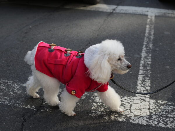 Small dog wearing a warm winter coat outdoors on a cold day