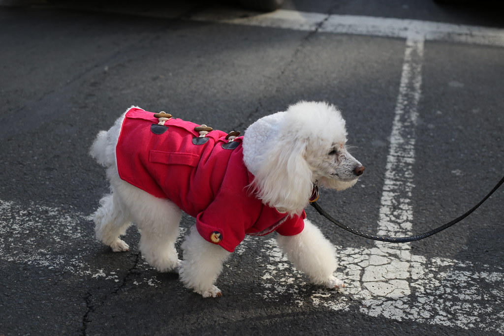 Small dog wearing a warm winter coat outdoors on a cold day