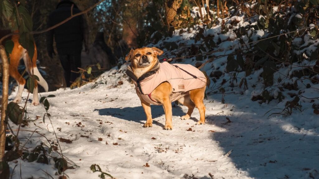 Small short-haired dog wearing a winter coat on a cold morning walk in Australia