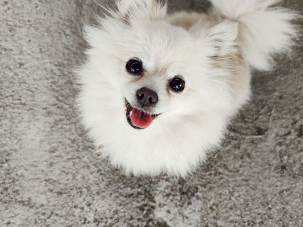 White fluffy dog with a healthy winter coat sitting outdoors in cool weather