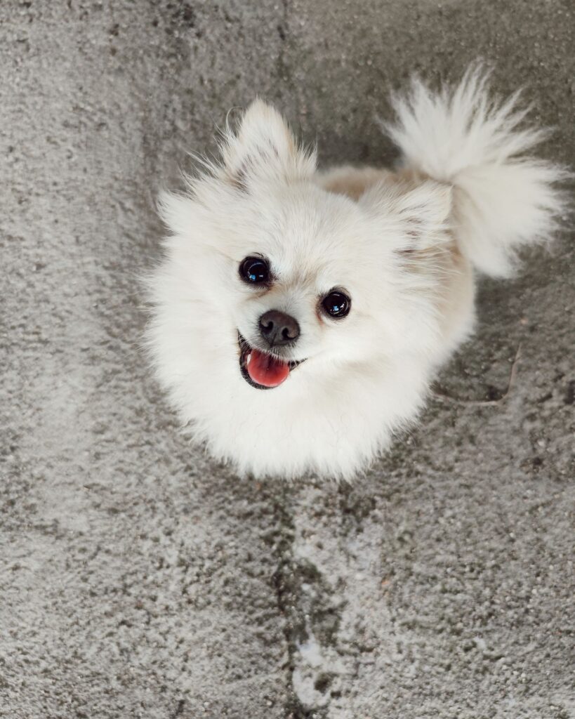 White fluffy dog with a healthy winter coat sitting outdoors in cool weather
