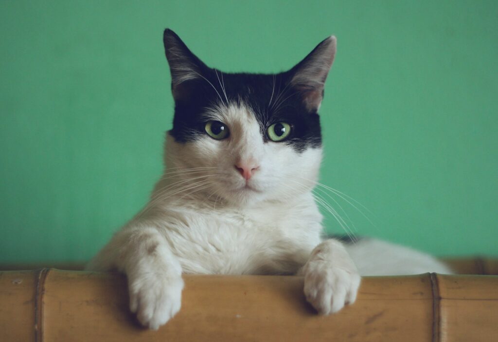 Curious tabby cat sitting on a kitchen bench in an Australian home