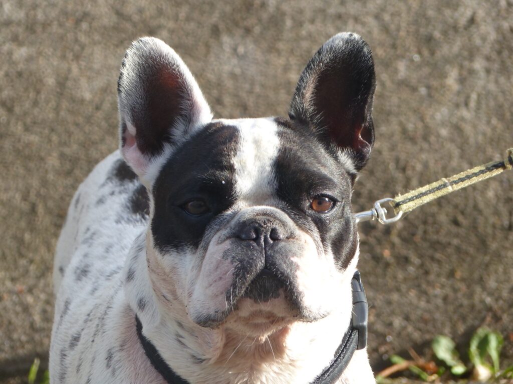 Close-up of a French Bulldog showing its short flat muzzle and wide nostrils
