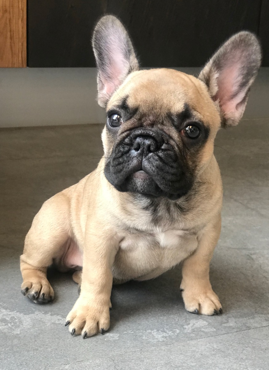 Fawn French Bulldog puppy sitting outdoors on grass