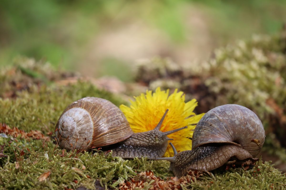 Garden snail on green moss, the common pest that toxic snail bait is used to control