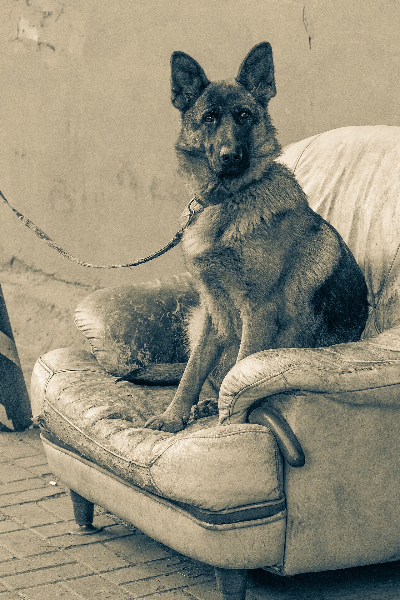 German Shepherd dog representing Odin, the combat dog in Heart of the Beast