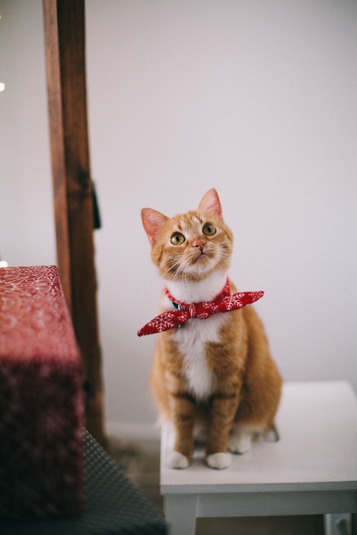 Ginger cat sitting calmly indoors in an Australian rental home