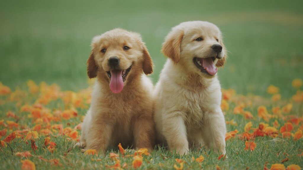 Two golden retriever puppies sitting on grass, the age many Australian owners consider desexing