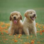 Two golden retriever puppies sitting outdoors among autumn leaves