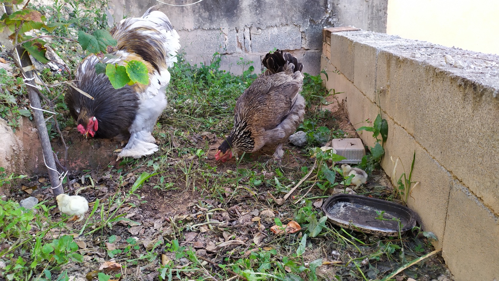 Backyard chickens foraging in a suburban yard, where good biosecurity helps protect a home flock from avian influenza