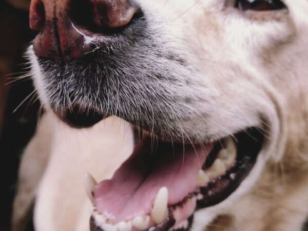 Happy Labrador with clean healthy teeth, an example of good pet dental health
