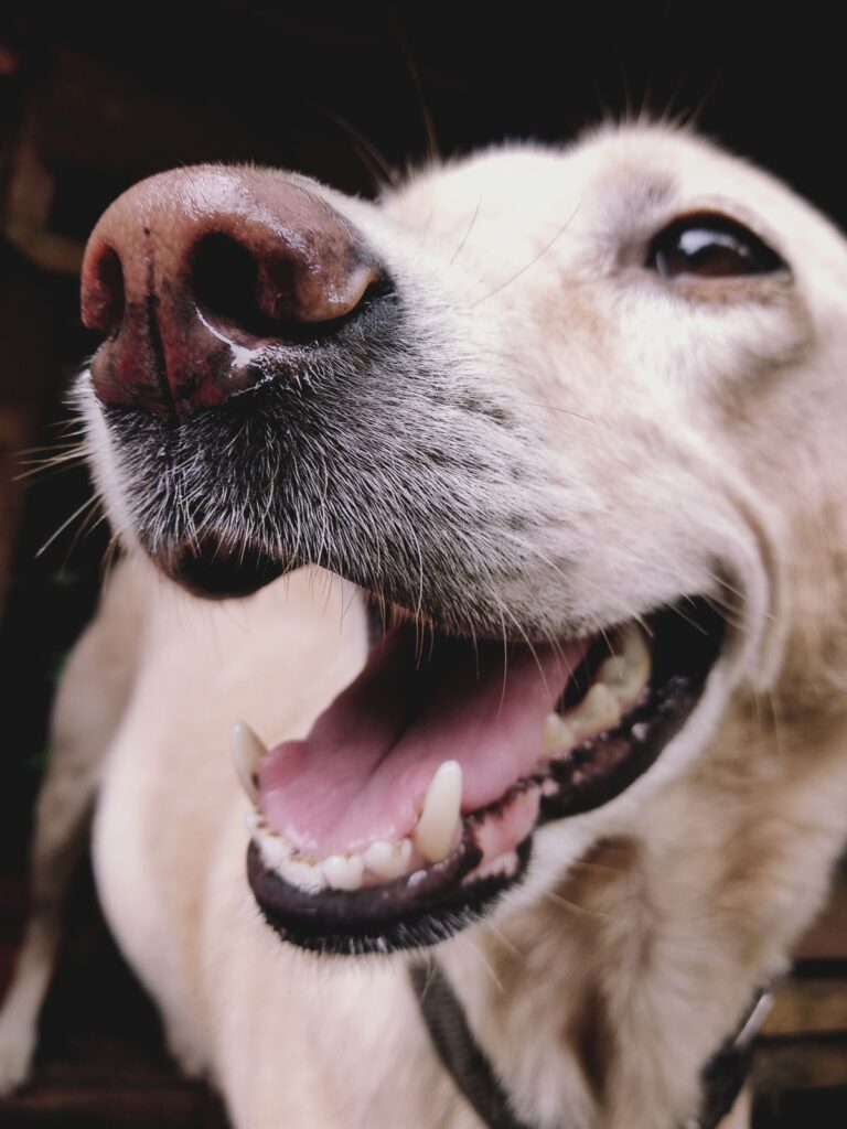 Happy Labrador with clean healthy teeth, an example of good pet dental health
