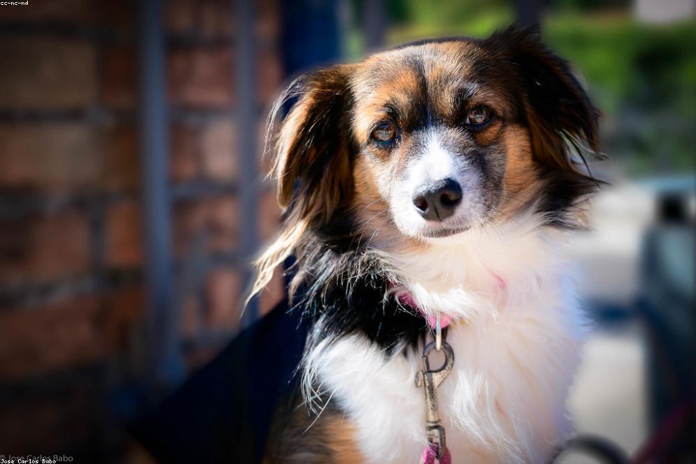 A healthy dog outdoors, illustrating bird flu awareness for pet owners