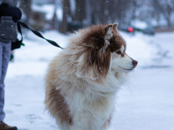 Healthy active dog enjoying a brisk winter walk outdoors