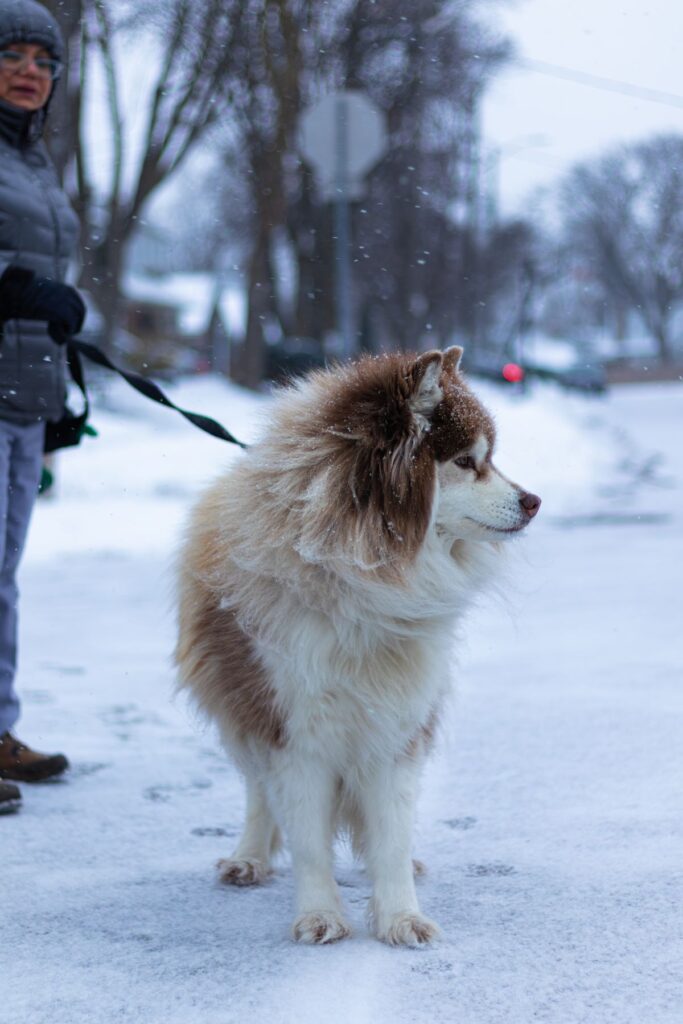 Healthy active dog enjoying a brisk winter walk outdoors