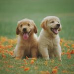 Two healthy golden retriever puppies sitting on grass at an ideal body weight