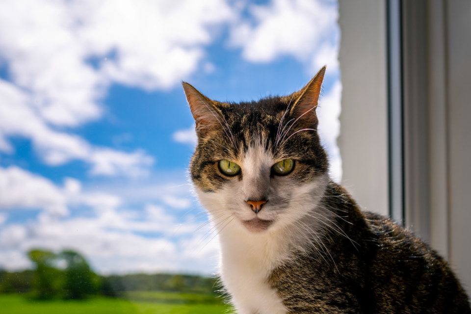 Contained indoor cat relaxing on a sunny window sill in an Australian home