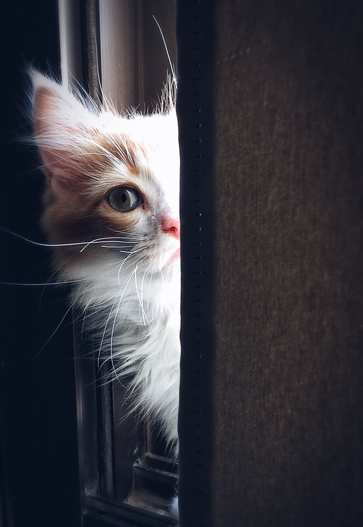 A ginger and white cat watching the world from a sunlit window in winter