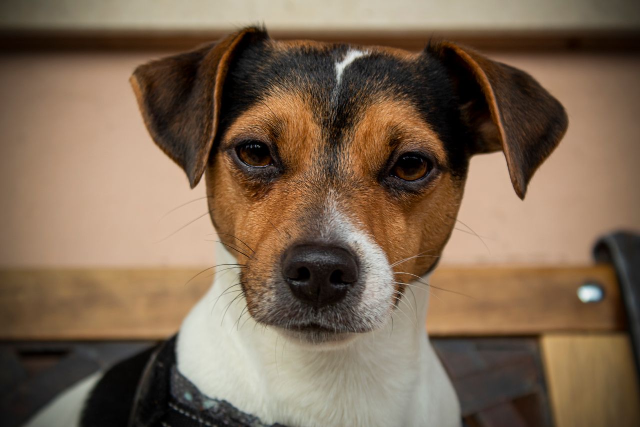 Close-up portrait of a Jack Russell Terrier