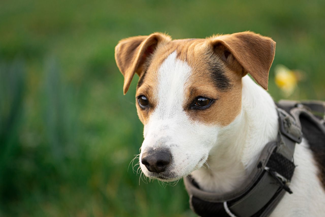 Jack Russell Terrier exploring in nature