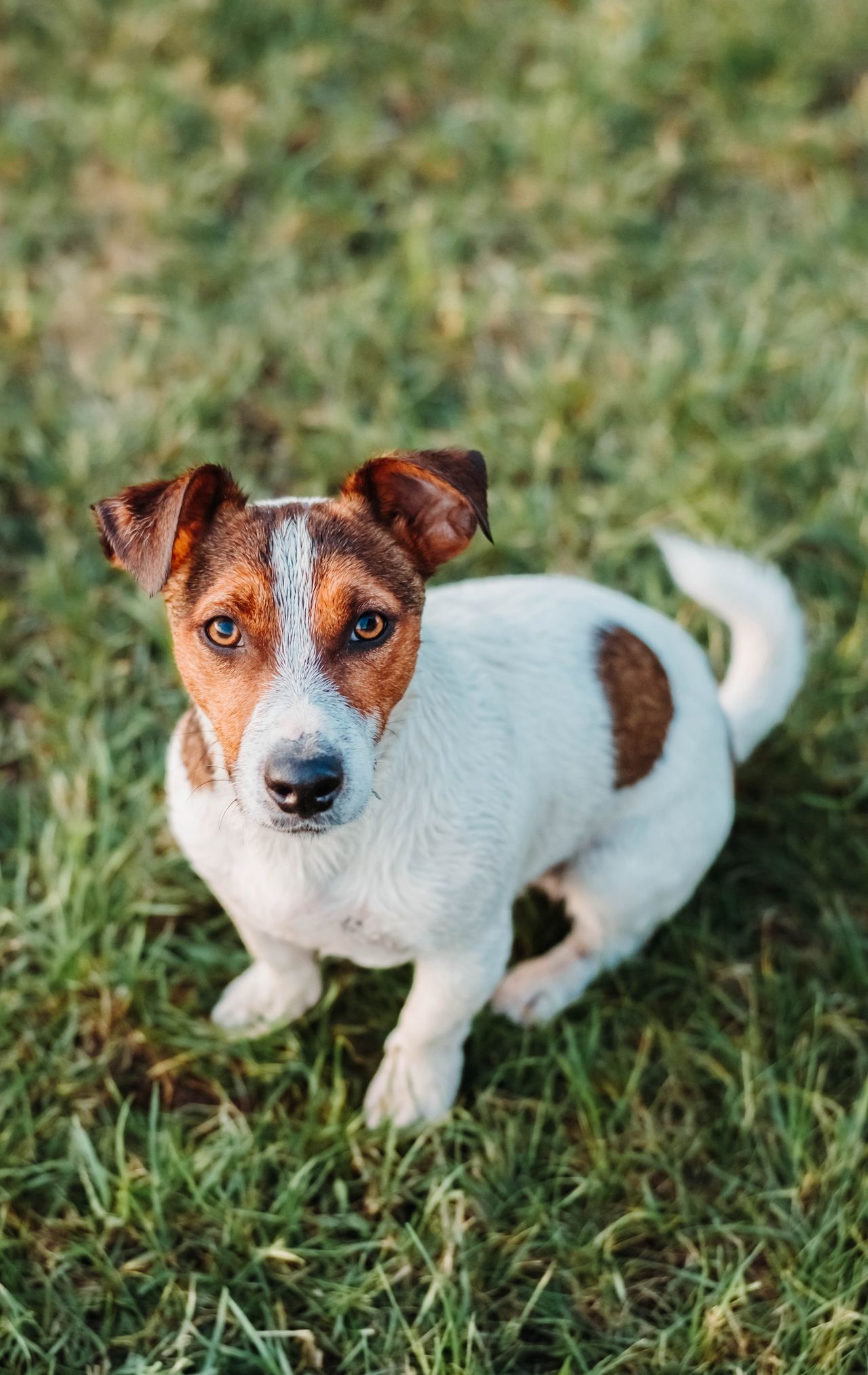 Jack Russell Terrier running on green grass