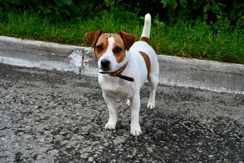 Jack Russell Terrier standing alert outdoors