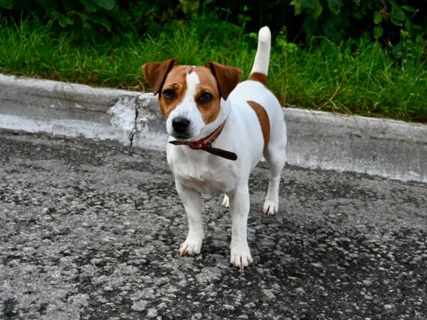 Jack Russell Terrier standing alert outdoors