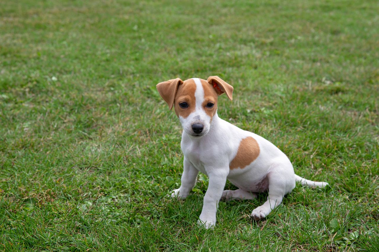 Jack Russell Terrier puppy sitting on a lawn