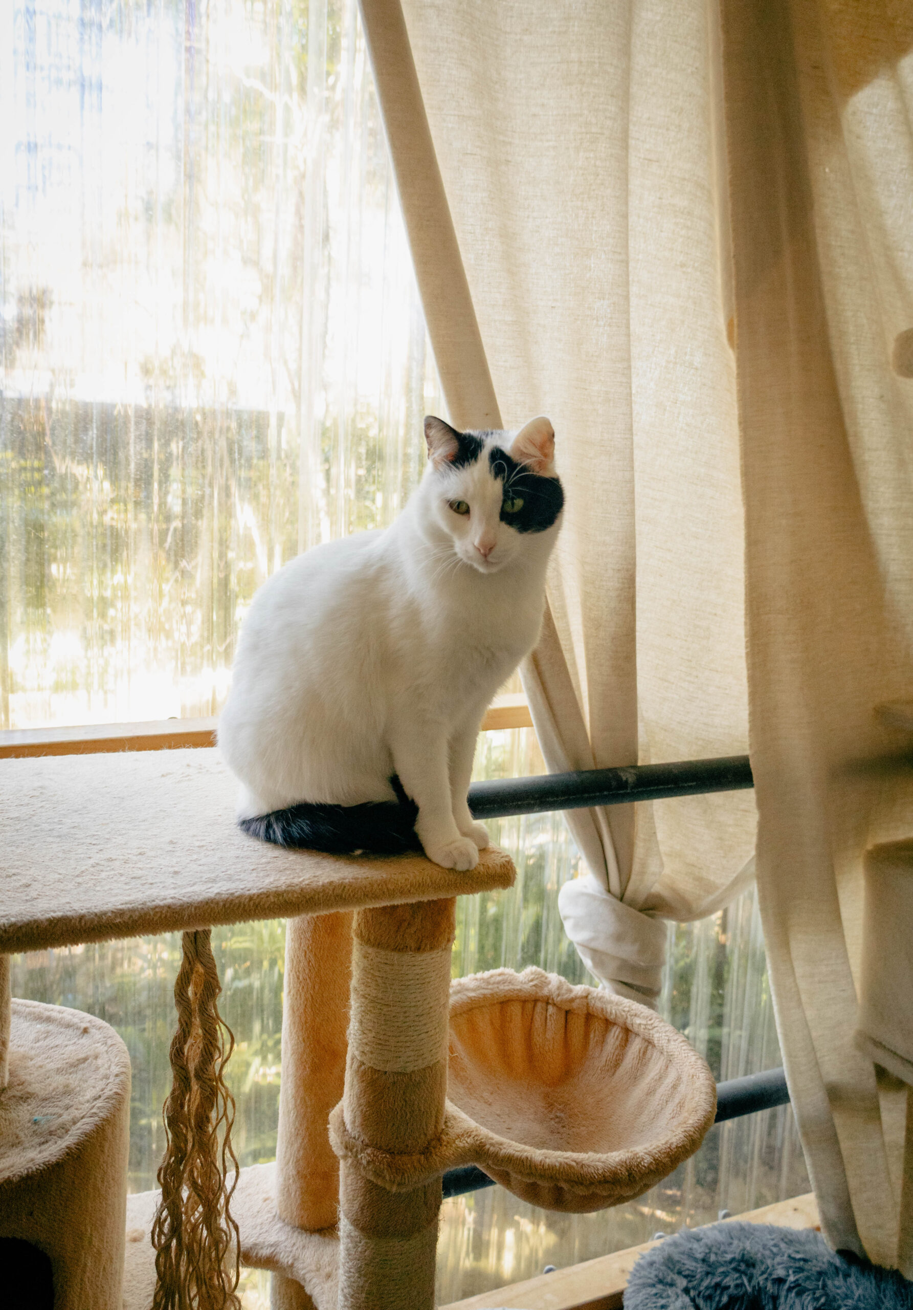Rescue cat on a cat tree inside Jiji Rescue Cat Cafe, Middle Cove
