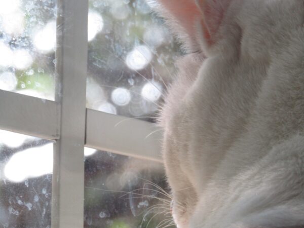 Indoor cat sitting on a windowsill watching birds outside, a safer setup during bird flu season