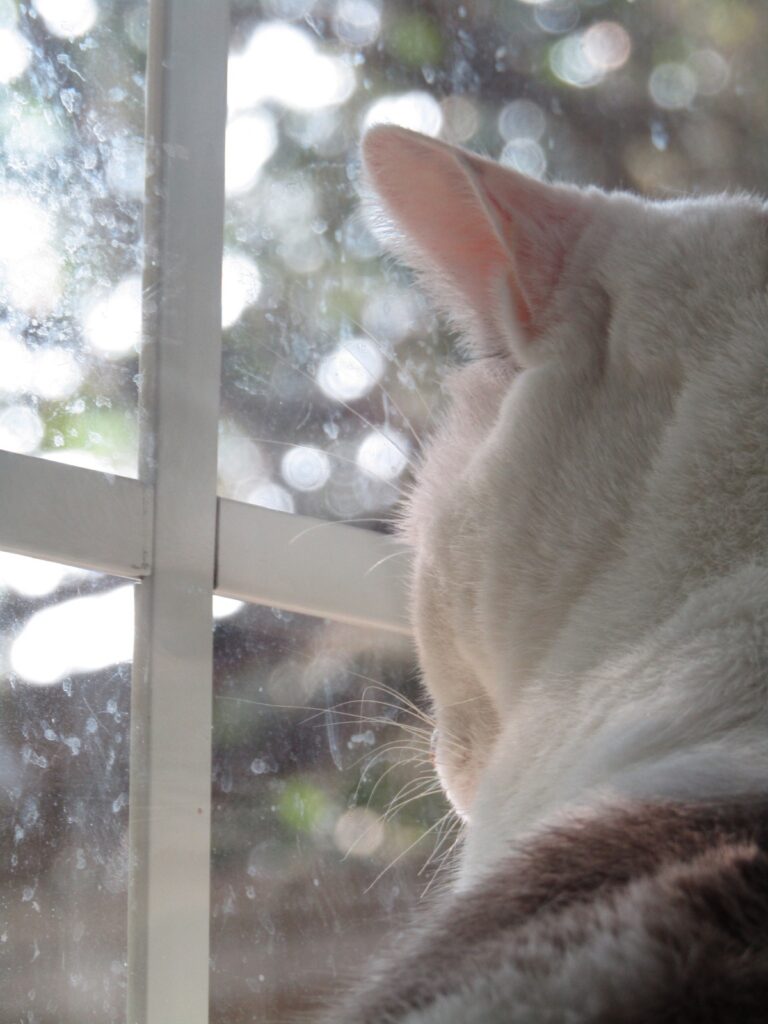 Indoor cat sitting on a windowsill watching birds outside, a safer setup during bird flu season