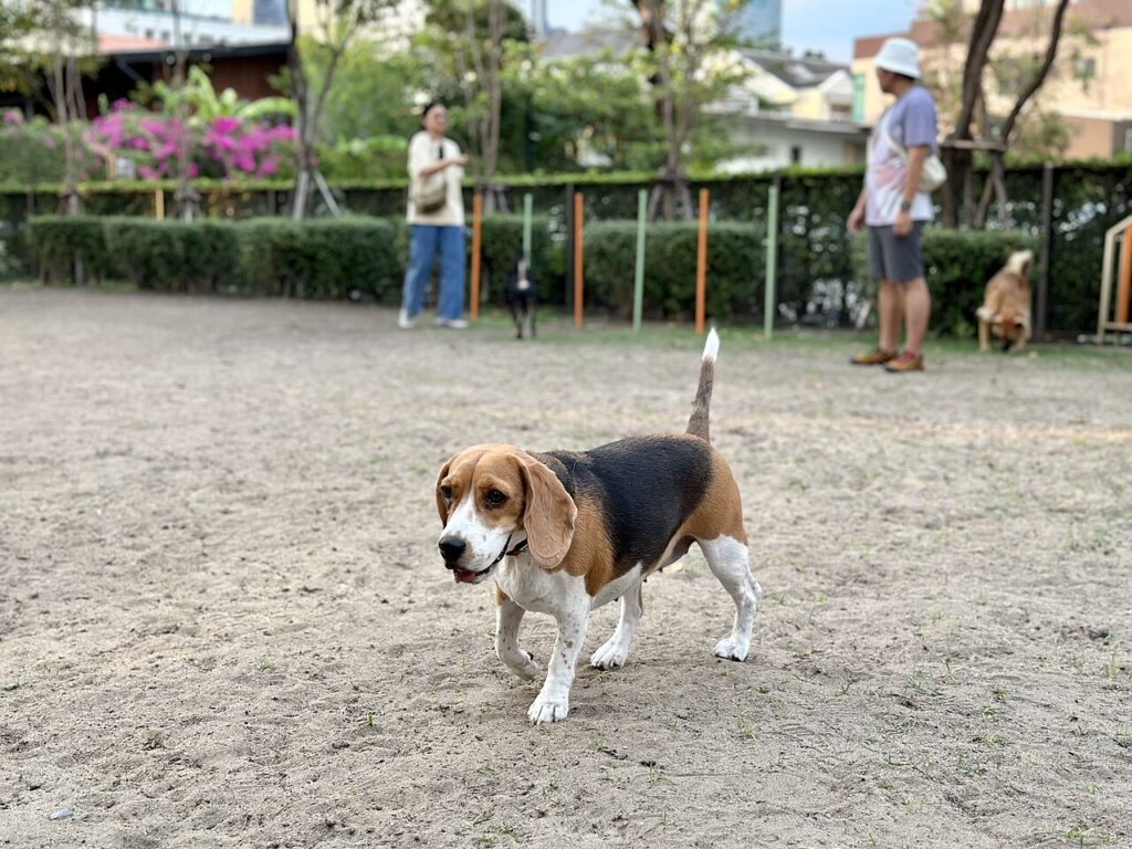 Beagle greeting other dogs at an off-leash park where kennel cough spreads