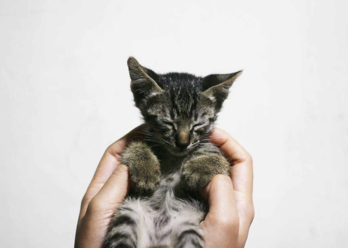 A young kitten held gently in cupped hands before a desexing appointment